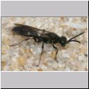 Alysson spinosus - Grabwespe m01a 6mm - Teverener Heide.jpg